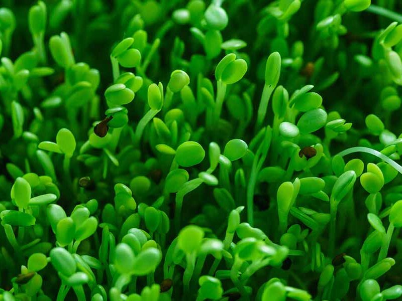 Close up of green buds growing