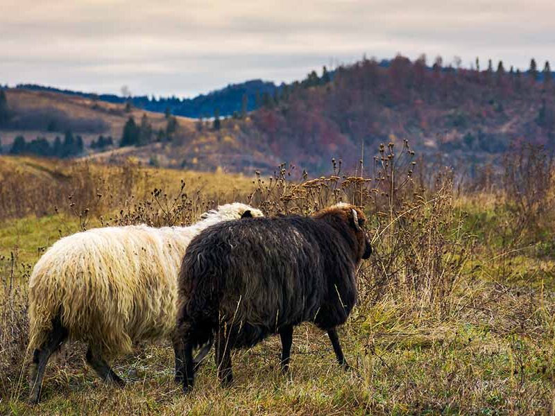 Two sheep standing together in field with hills in the background