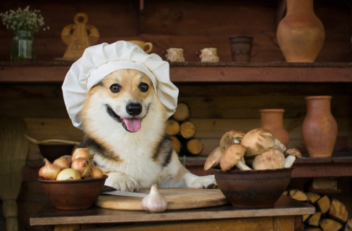 Corgi in chef's hat with a bowl of onions and a bowl of mushrooms