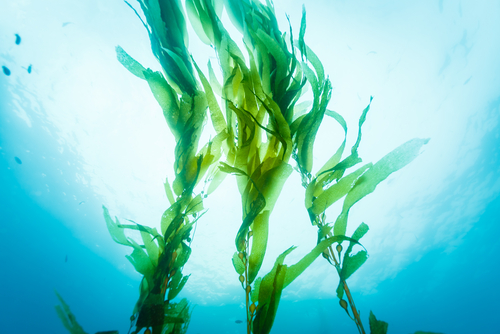 three strands of kelp waving in the water